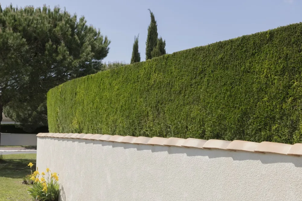 Taille de haie à Saint-Josse