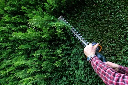 Taille diverse à Saint-Josse